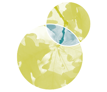 Bild Martina Sch&auml;rfe